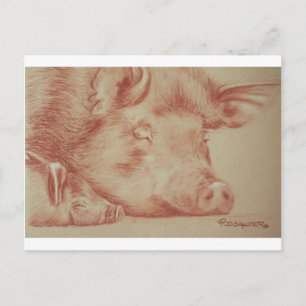 Schweine Postkarte