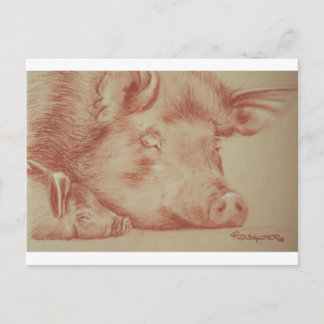 Schweine Postkarte