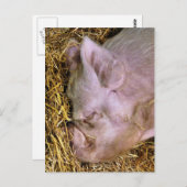 SCHWEINE POSTKARTE (Vorne/Hinten)