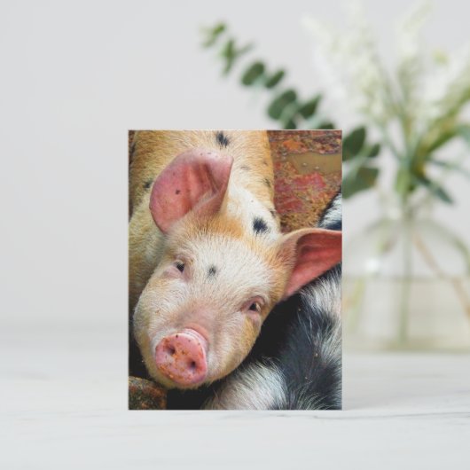 SCHWEINE POSTKARTE (Stehend Vorderseite)