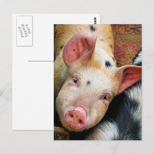SCHWEINE POSTKARTE (Vorne/Hinten)