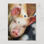 SCHWEINE POSTKARTE (Vorderseite)