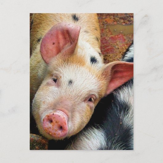 SCHWEINE POSTKARTE (Vorderseite)