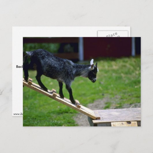 Schweine Postkarte (Vorne/Hinten)