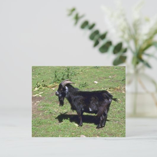 Schweine Postkarte (Stehend Vorderseite)