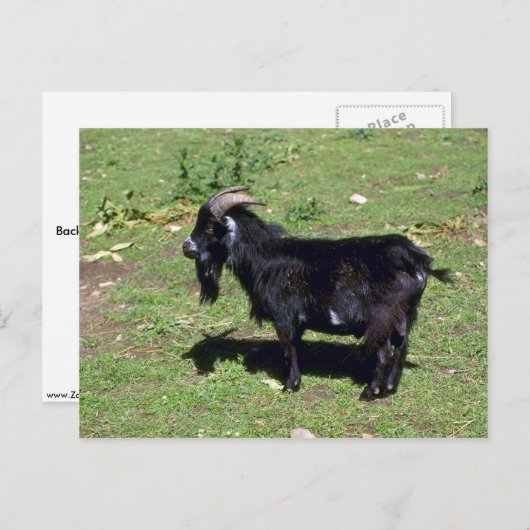 Schweine Postkarte (Vorne/Hinten)