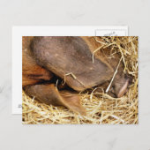 SCHWEINE POSTKARTE (Vorne/Hinten)