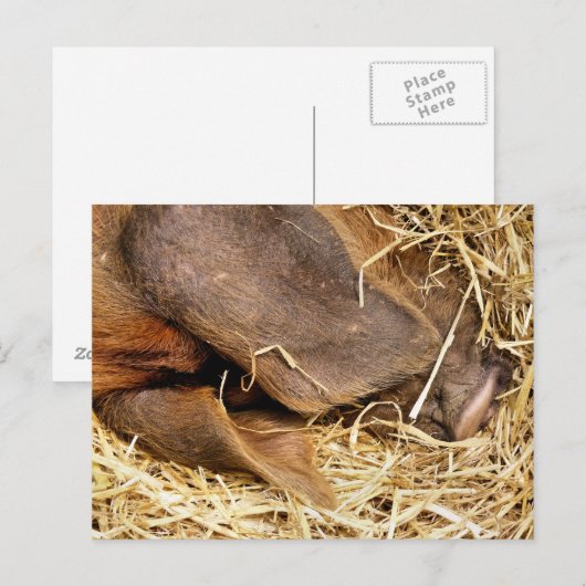 SCHWEINE POSTKARTE (Vorne/Hinten)