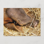 SCHWEINE POSTKARTE (Vorderseite)