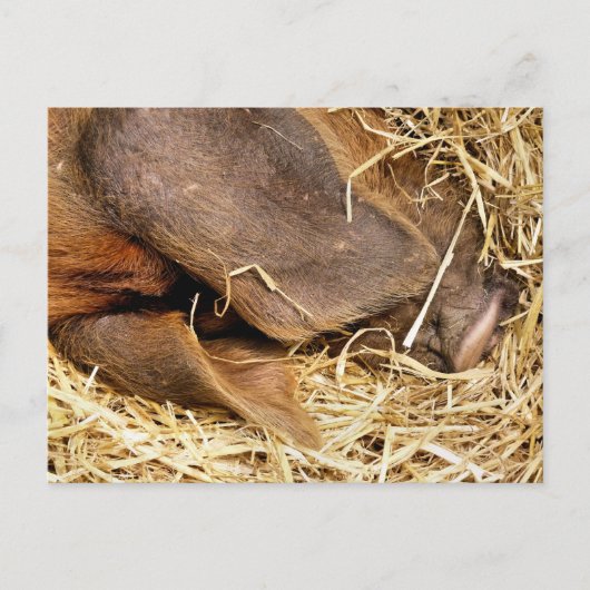 SCHWEINE POSTKARTE (Vorderseite)