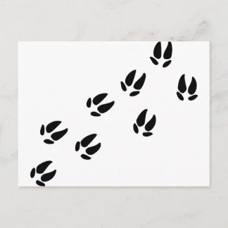 Schweine Postkarte