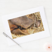 SCHWEINE RECHTECKIGER AUFKLEBER (Umschlag)