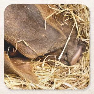 SCHWEINE RECHTECKIGER PAPPUNTERSETZER