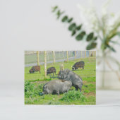 Schweine-Rücken-Fahrt Postkarte (Stehend Vorderseite)