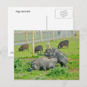 Schweine-Rücken-Fahrt Postkarte (Vorne/Hinten)