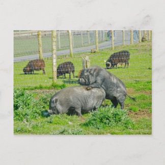 Schweine-Rücken-Fahrt Postkarte