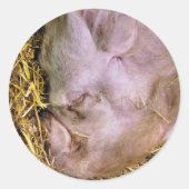 SCHWEINE RUNDER AUFKLEBER (Vorderseite)