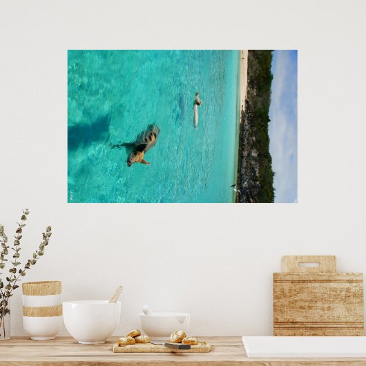 Schweine schwimmen poster (Küche)