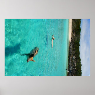 Schweine schwimmen poster