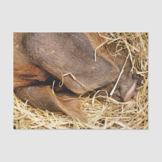 SCHWEINE SEIDENPAPIER (Vorderseite)