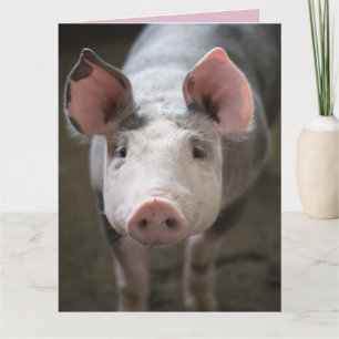 SCHWEINE UND KÜSSE SCHWEINEKARTE KARTEN