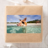 Schweine von Exuma (Insitu)