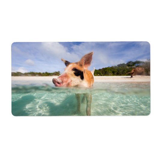 Schweine von Exuma (Vorne)