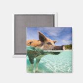 Schweine von Exuma Magnet (Vorderseite/Rückseite)