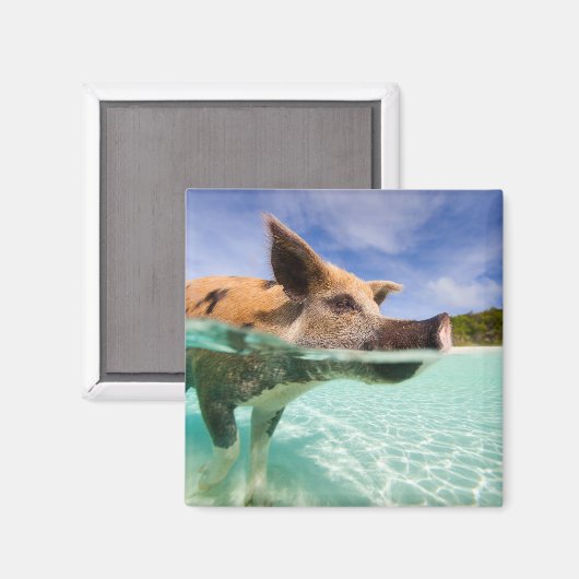 Schweine von Exuma Magnet (Vorderseite/Rückseite)