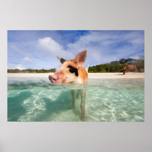 Schweine von Exuma Poster