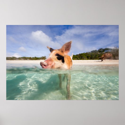Schweine von Exuma Poster (Vorne)