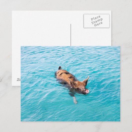Schweine von Exuma Postkarte (Vorne/Hinten)