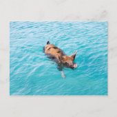 Schweine von Exuma Postkarte (Vorderseite)