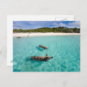 Schweine von Exuma Postkarte (Vorne/Hinten)