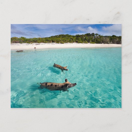 Schweine von Exuma Postkarte (Vorderseite)