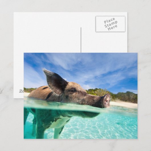 Schweine von Exuma Postkarte (Vorne/Hinten)