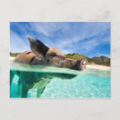 Schweine von Exuma Postkarte (Vorderseite)