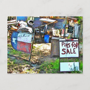 Schweine zum Verkauf in Dale, TX Postkarte