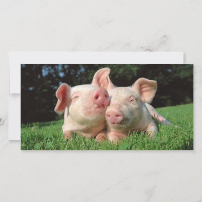 Schweine zusammen (Vorderseite)