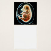 Schweineembryo (Vorne & Hinten)