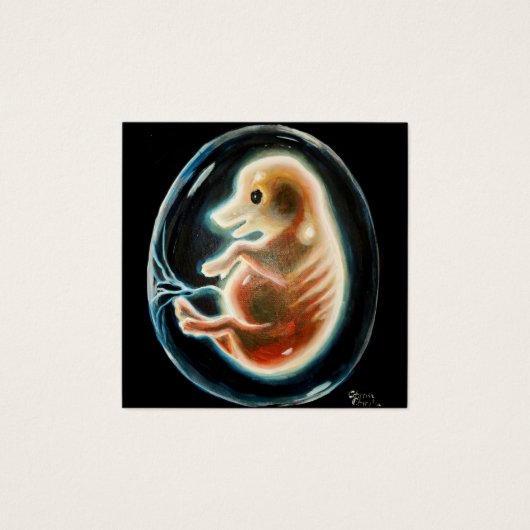 Schweineembryo (Vorderseite)