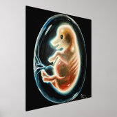 Schweineembryo Foliendrucke (Ablage )