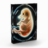 Schweineembryo Fotoblock (Links)