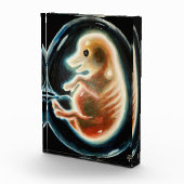 Schweineembryo Fotoblock (Rechts)