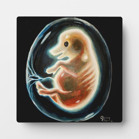 Schweineembryo Fotoplatte (Vorderseite)