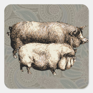 Schweinefarm Land Antike Illustration Kunst, Dicht Quadratischer Aufkleber