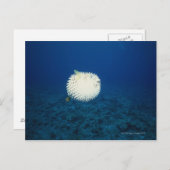 Schweinefisch Postkarte (Vorne/Hinten)