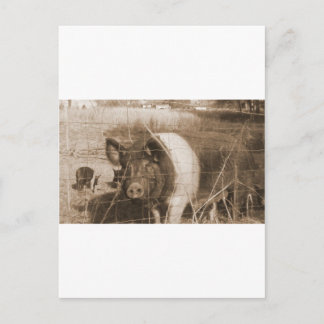 Schweinefleisch der 60er Jahre Postkarte