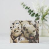 Schweinefleisch in einer Blanka Postkarte (Stehend Vorderseite)