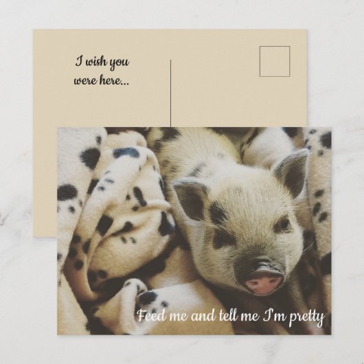 Schweinefleisch in einer Blanka Postkarte (Vorne/Hinten)